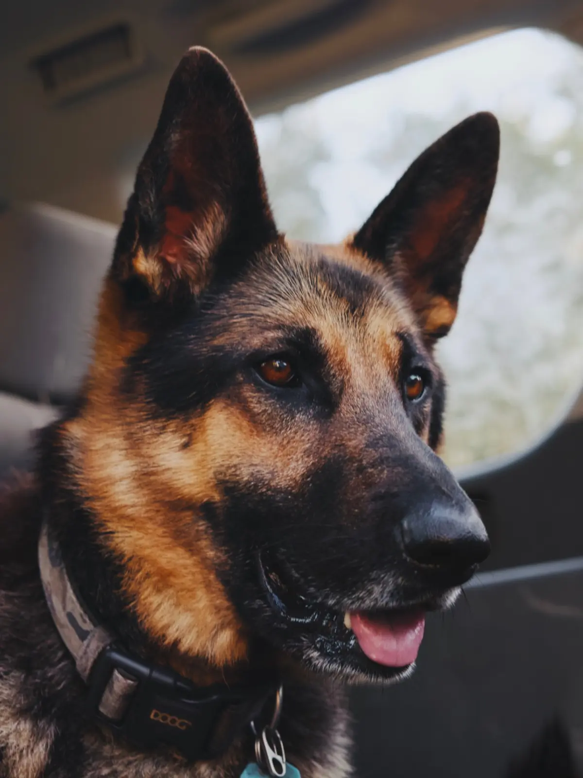German shepherd portrait in warm light